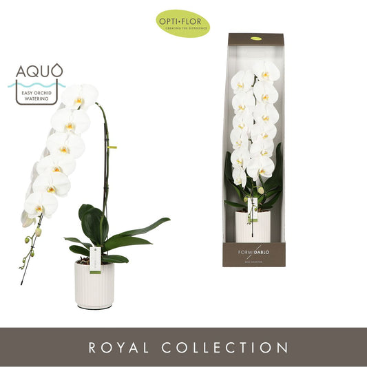 Phalaenopsis Formidablo white (+ drp.Lazio) 95cm 15cm Pot