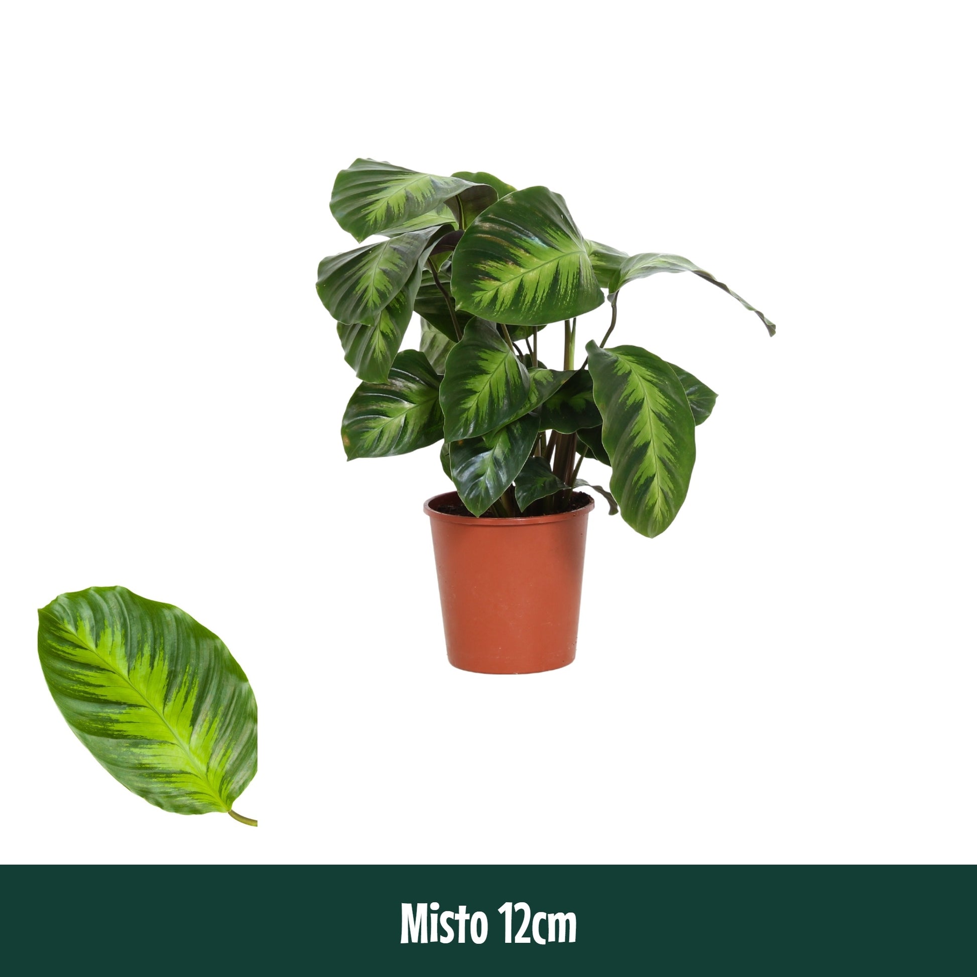 Calathea Hybrid 40cm 12cm Pot