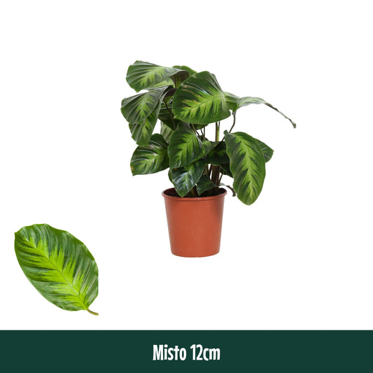 Calathea Hybrid 40cm 12cm Pot