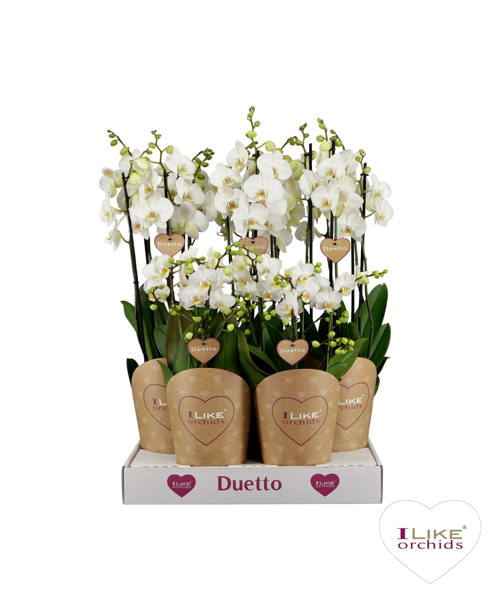 Phalaenopsis white 70cm 17cm Pot