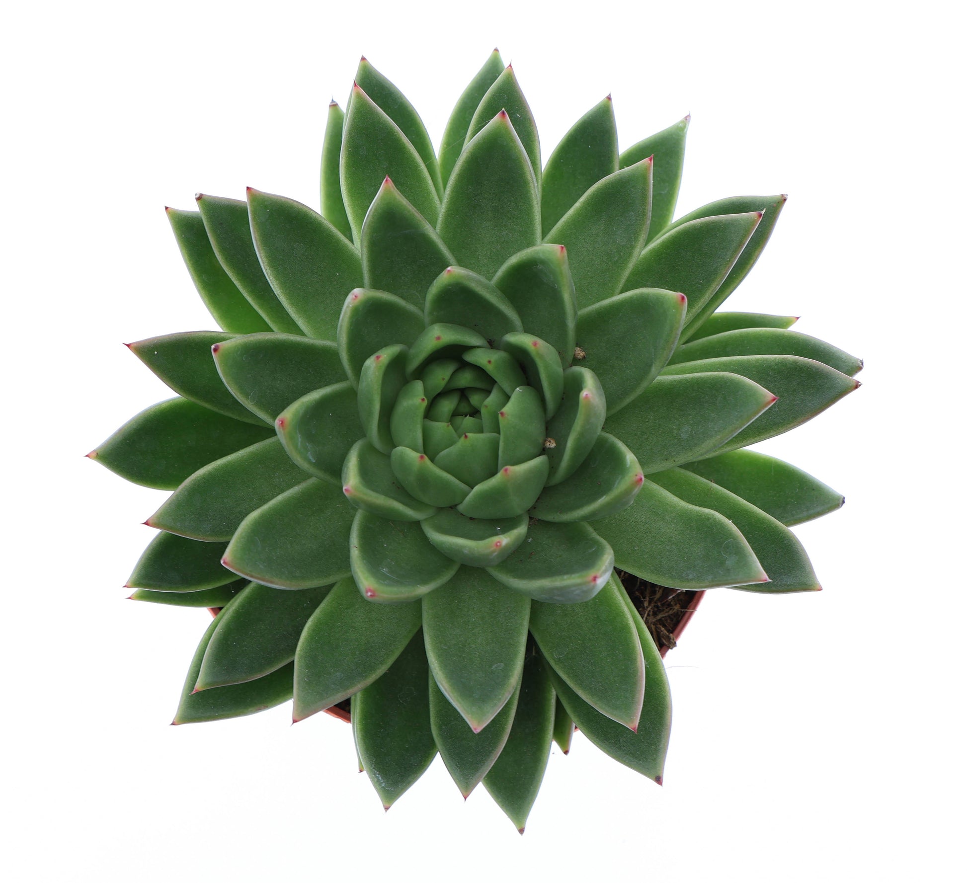 Euro Cactus Holland Bv Echeveria Miranda Pack of 3