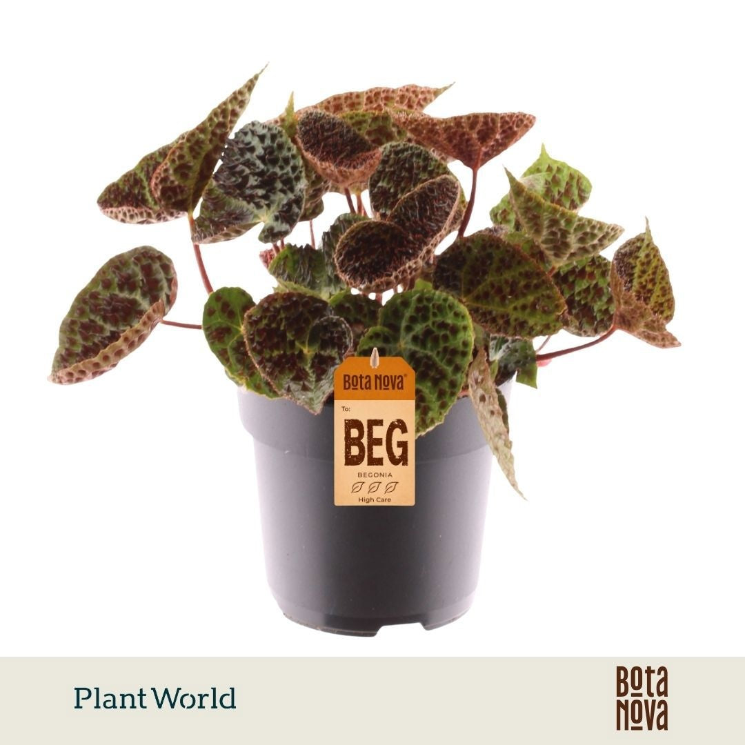 Begonia rex Ferox 35cm 17cm Pot