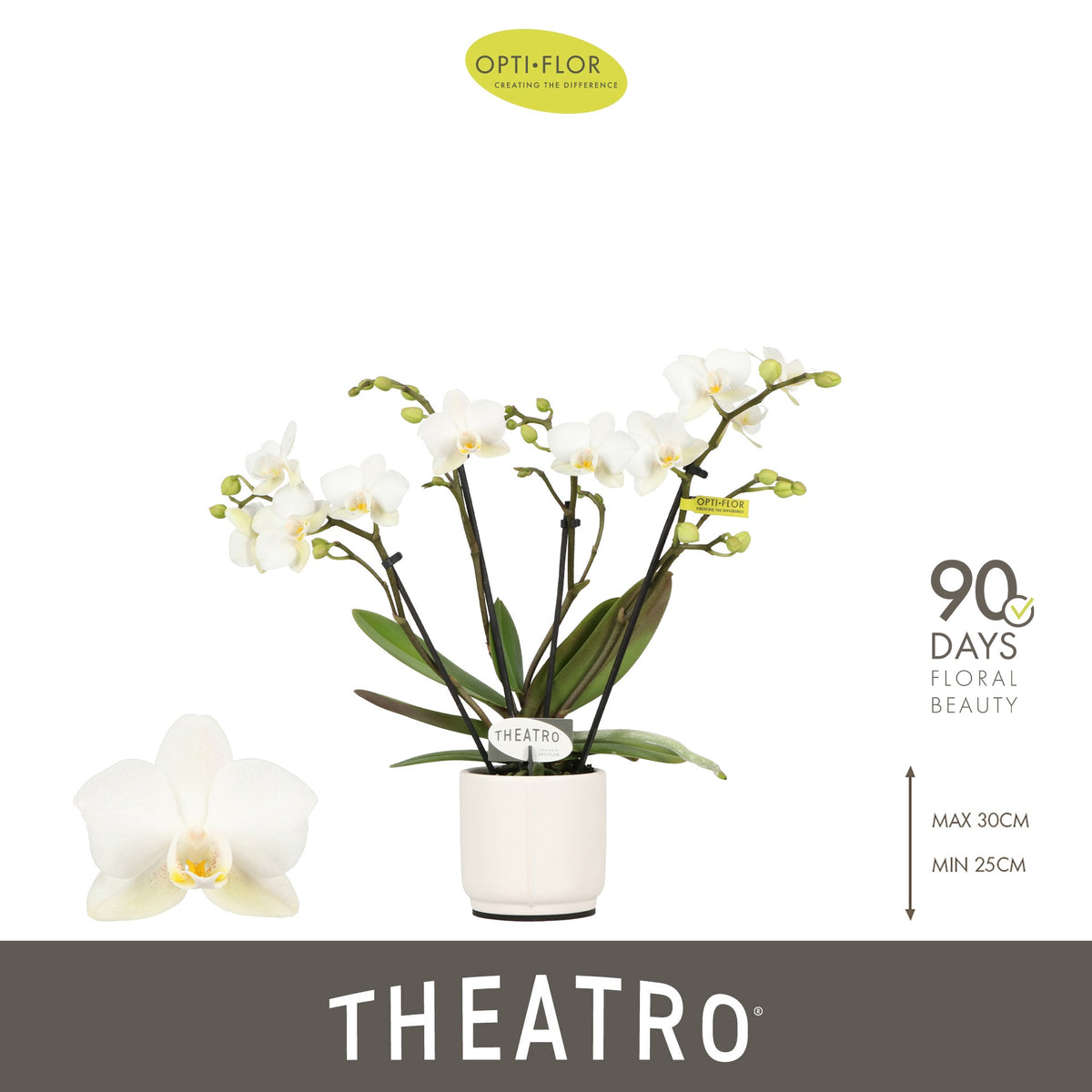 Phalaenopsis multiflora white 30cm 7cm Pot