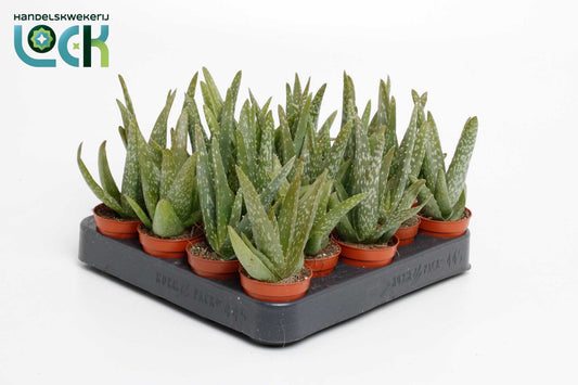 Aloe vera 12cm 505cm Pot