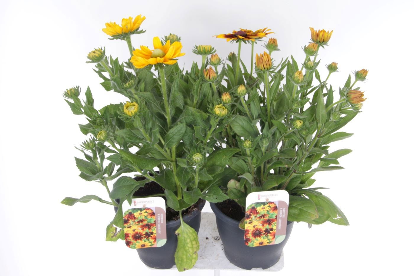 Rudbeckia 60cm 23cm Pot