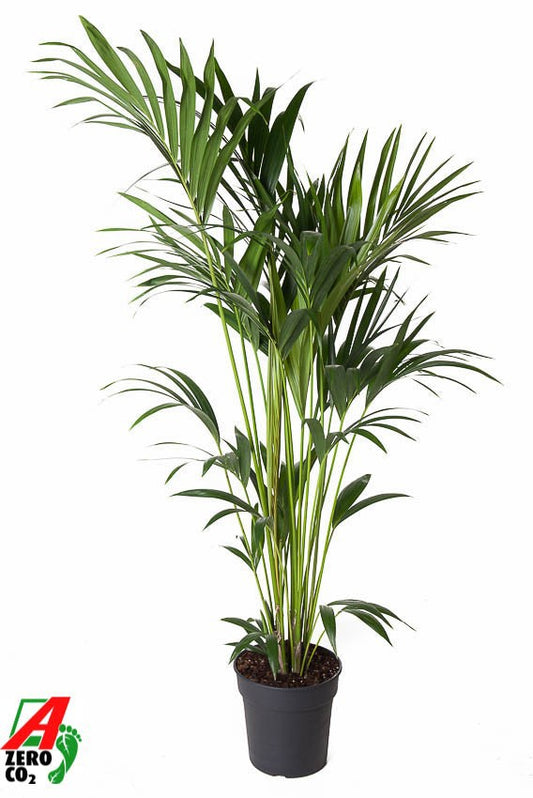 Howea forsteriana 150cm 24cm Pot