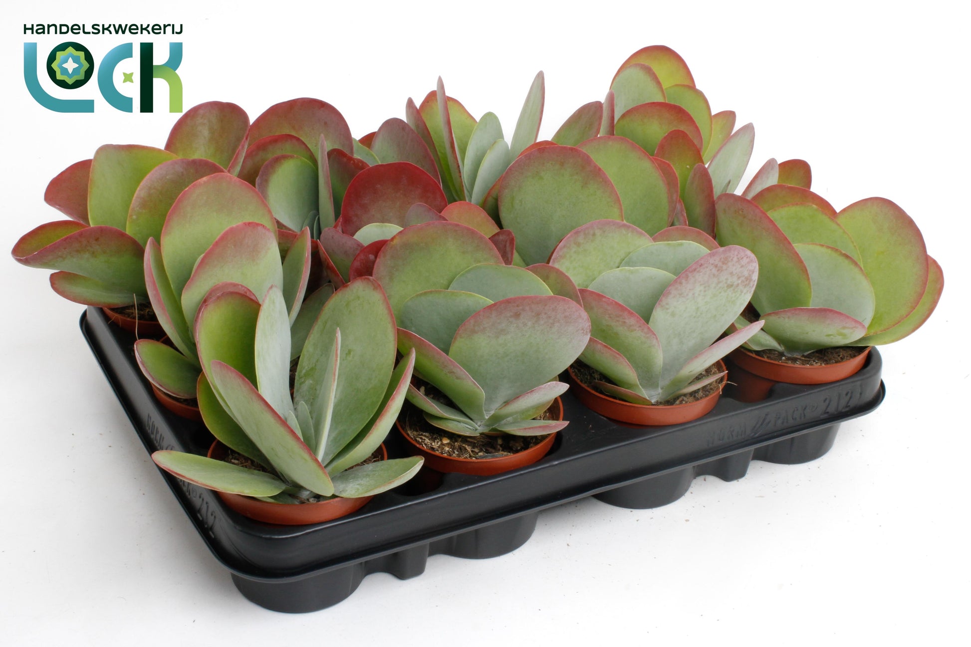 Lock, Handelskwekerij Kalanchoe thyrsiflora Red Lips Pack of 12