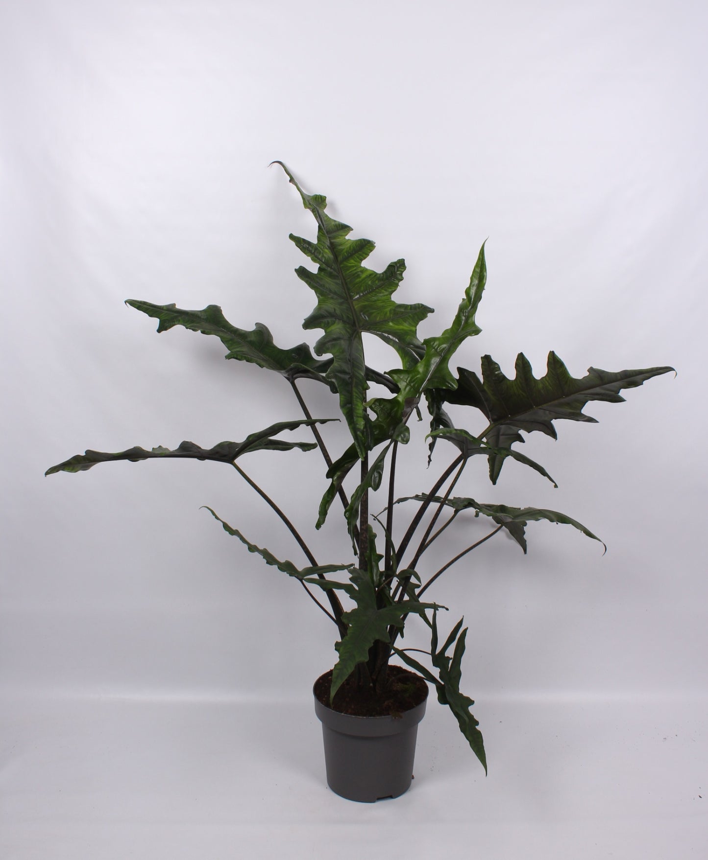 Alocasia amazonica 140cm 32cm Pot