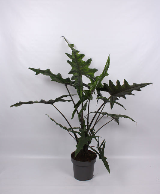 Alocasia amazonica 140cm 32cm Pot