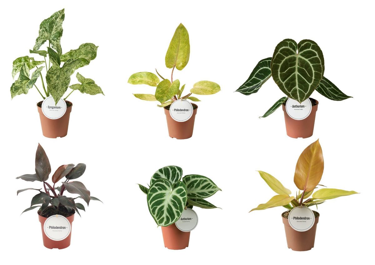 Foliage houseplants mix 30cm 12cm Pot