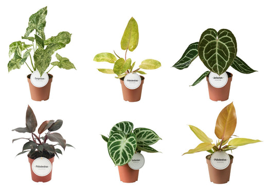 Foliage houseplants mix 30cm 12cm Pot