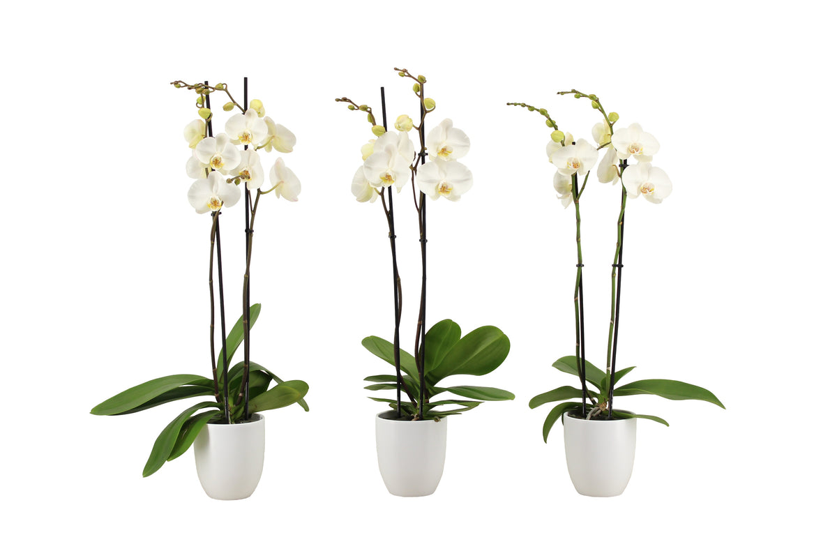 Phalaenopsis white 60cm 12cm Pot