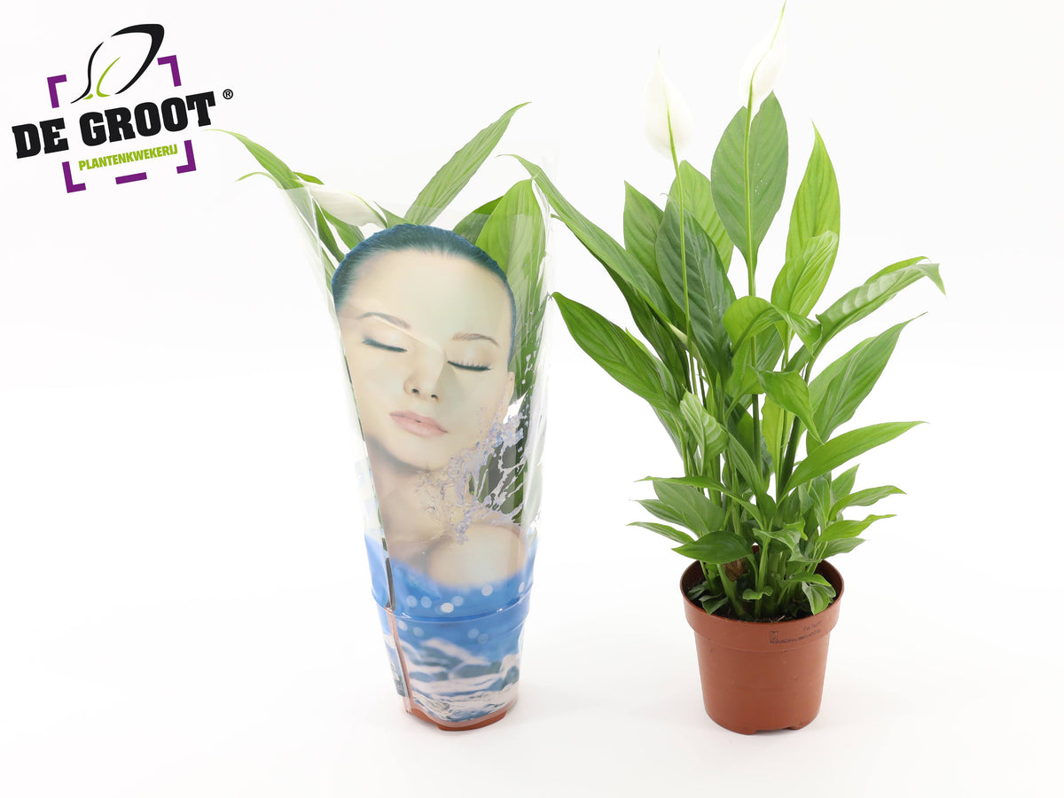 Spathiphyllum Alana 45cm 12cm Pot