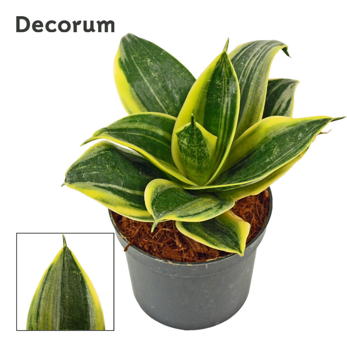 Sansevieria Hahnii 15cm 9cm Pot