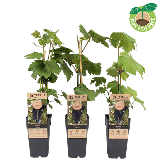 Vitis Attika (Grape) 50cm 15cm Pot