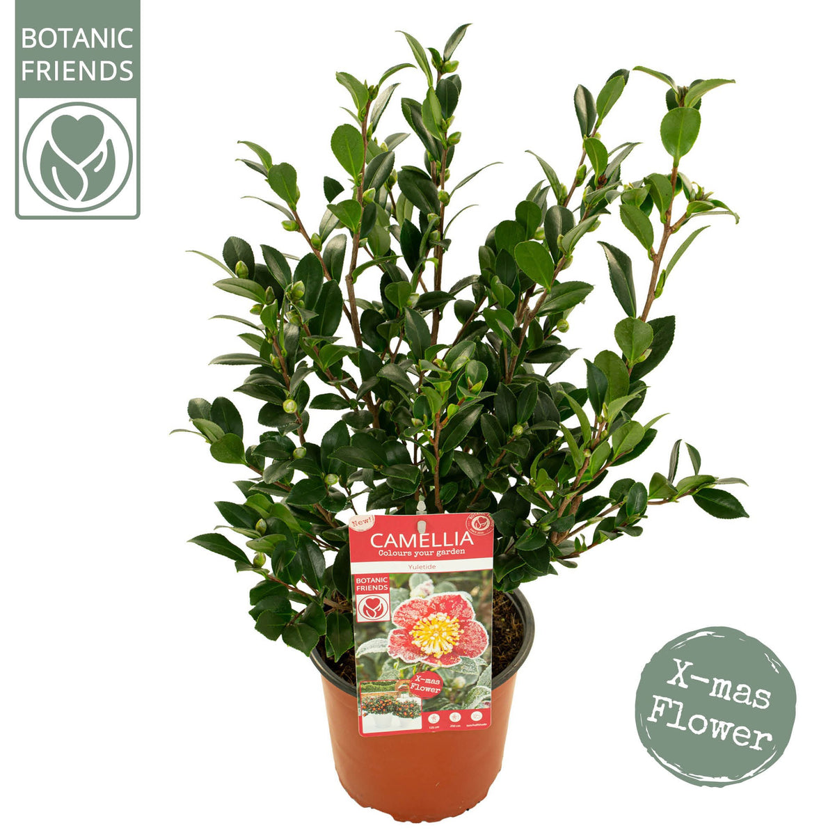 Camelia Red 70cm 19cm Pot