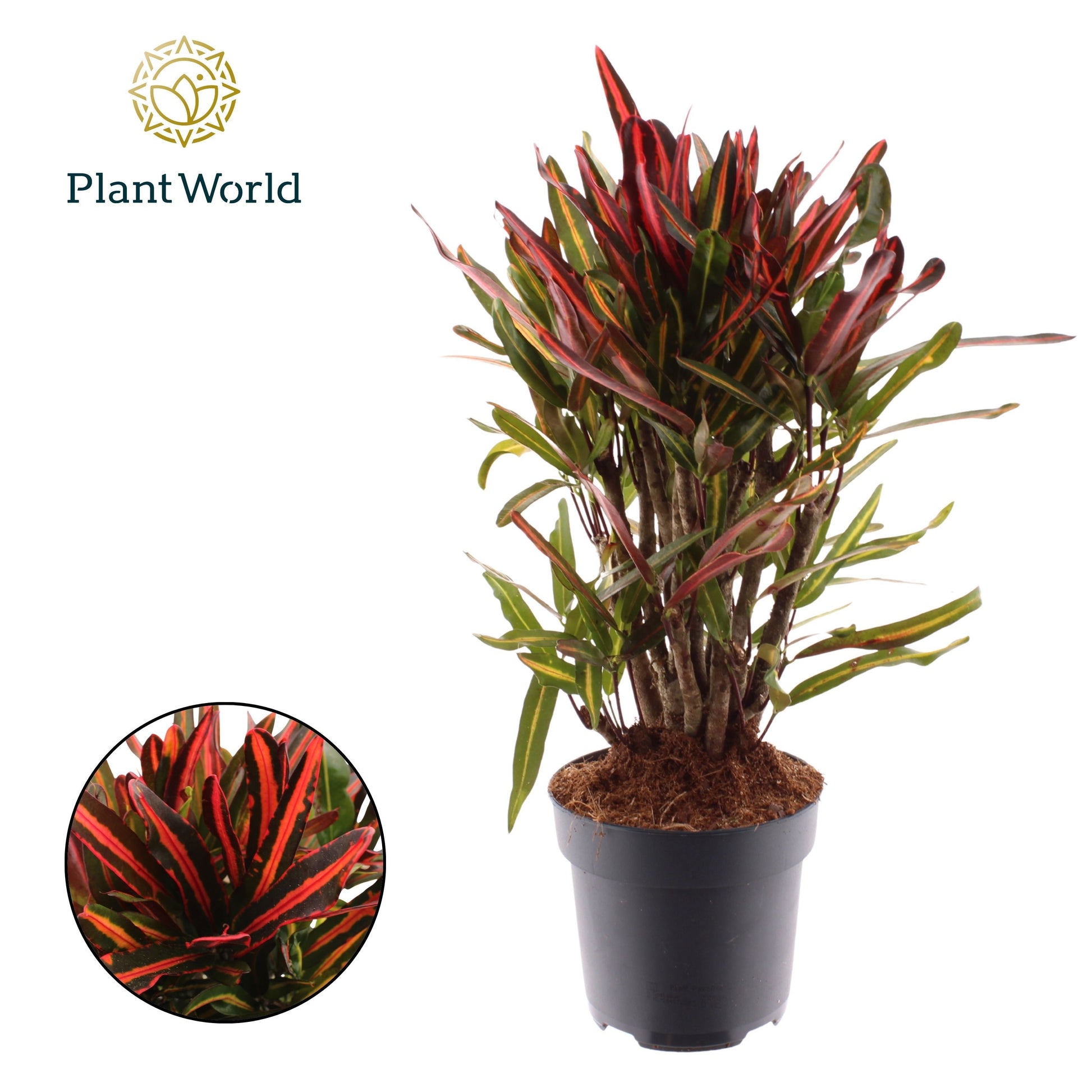 Codiaeum Nervia 60cm 17cm Pot