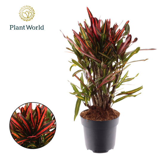 Codiaeum Nervia 60cm 17cm Pot