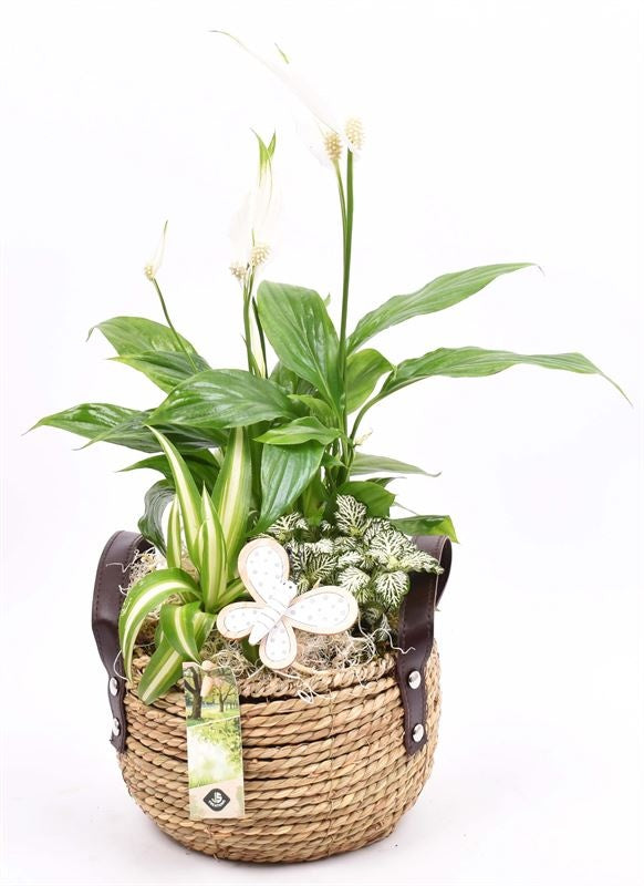 Indoor arrangement 20cm Pot
