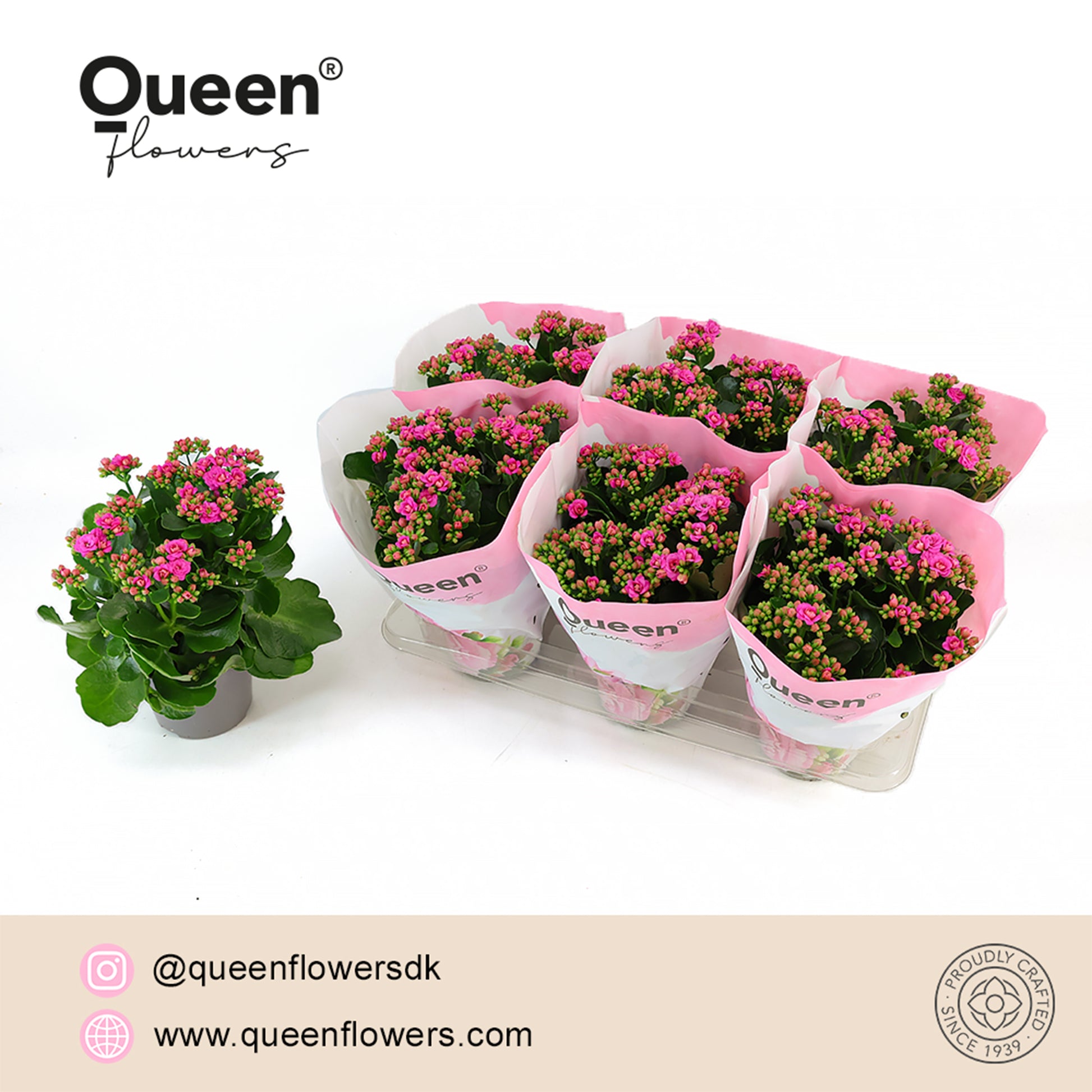 Kalanchoe More Flowers Augusta 26cm 14cm Pot