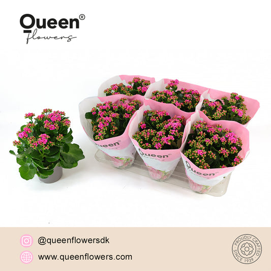 Kalanchoe More Flowers Augusta 26cm 14cm Pot