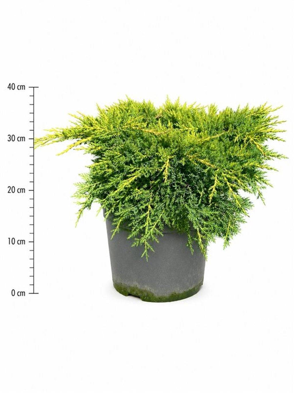 Juniperus Gold Star 40cm 26cm Pot