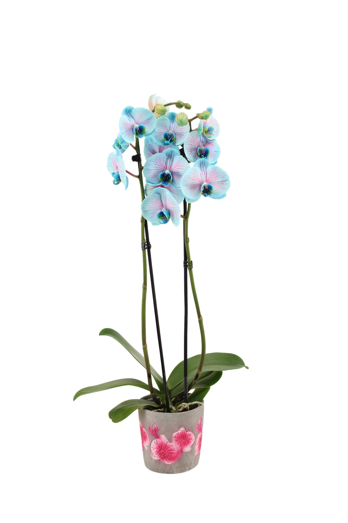 Phalaenopsis Hybrid 55cm 12cm Pot
