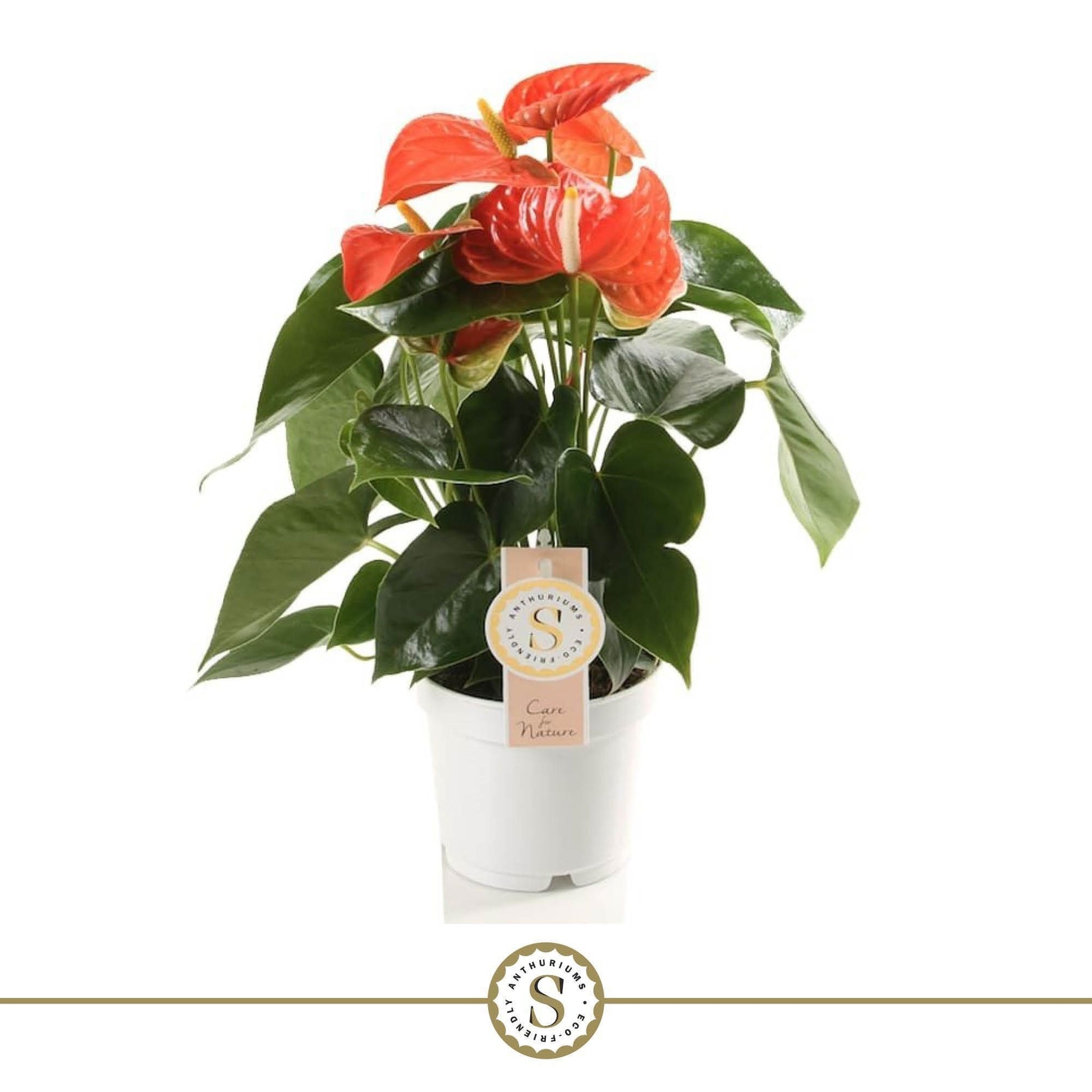 Stolk Brothers BV Anthurium Orange Champion Pack of 12
