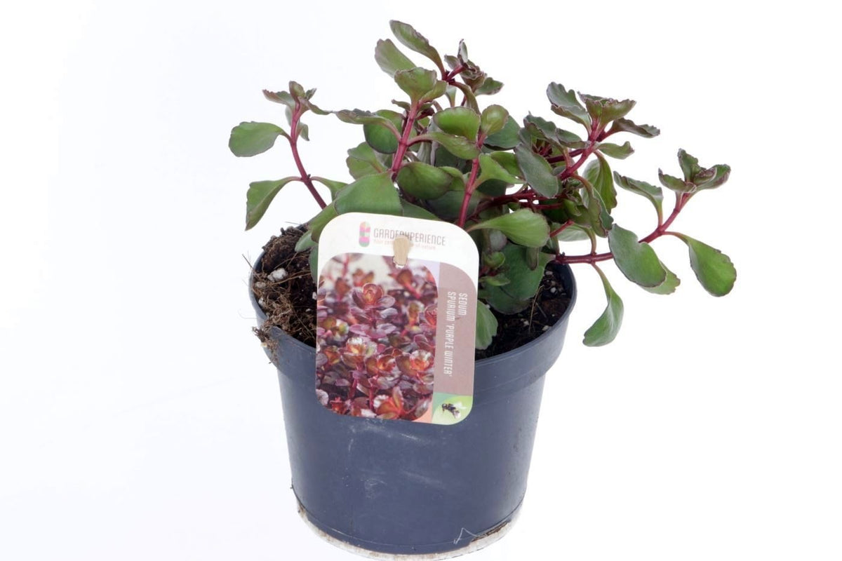 Sedum spurium 20cm 13cm Pot