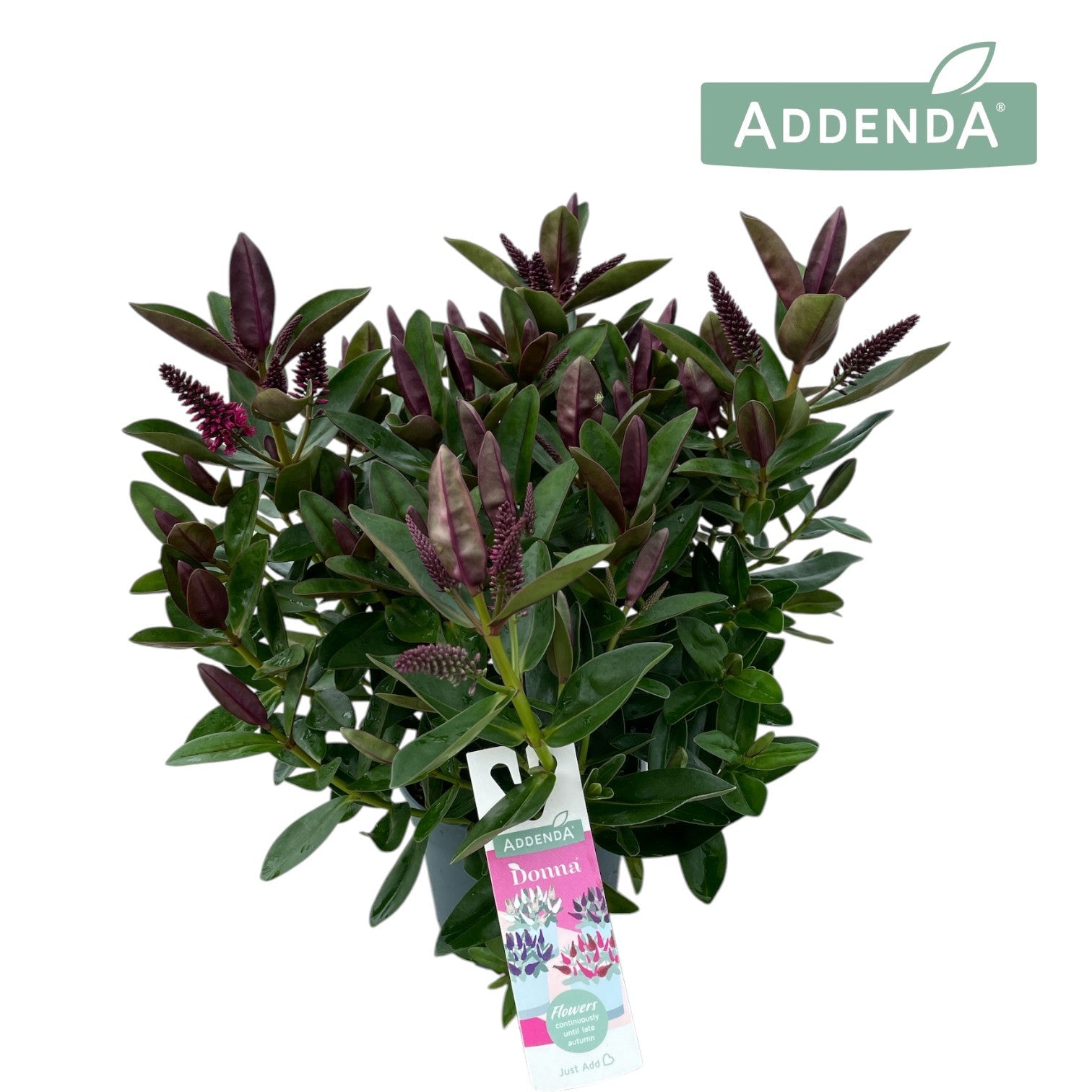 Hebe Hebedonna Eva 30cm 12cm Pot