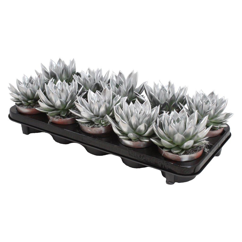 Echeveria colored silver 13cm 10.5cm Pot