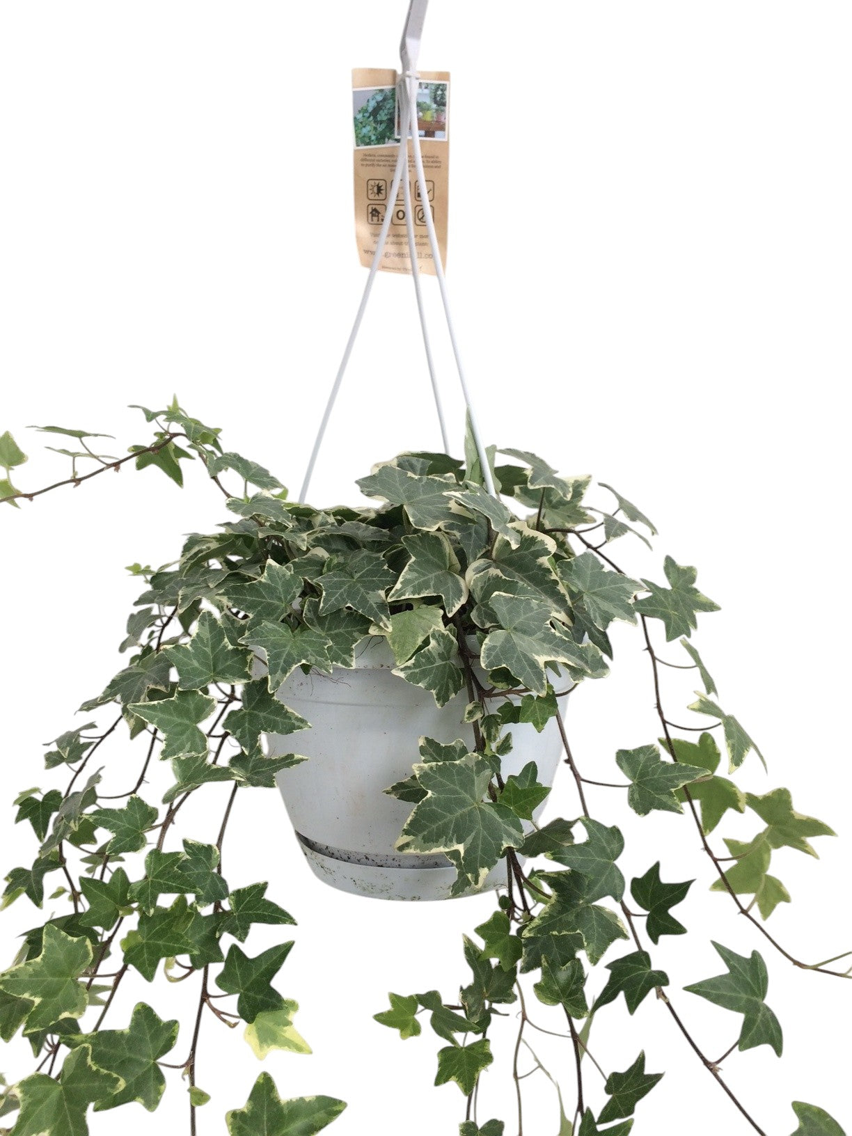 Hedera helix variegated 17cm Pot