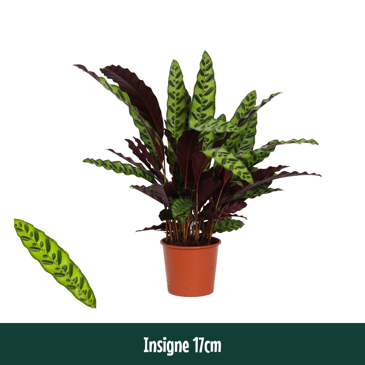 Calathea lancifolia 65cm 17cm Pot