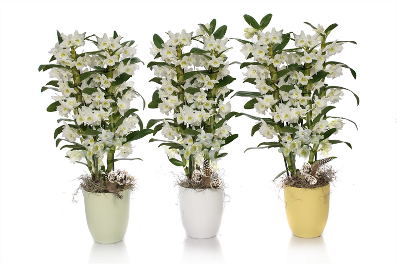 Dendrobium Apollon 50cm 12cm Pot