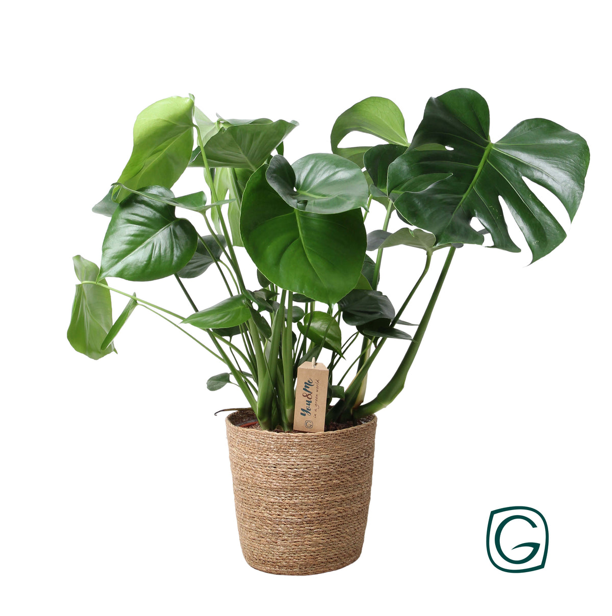 Monstera deliciosa 65cm 21cm Pot