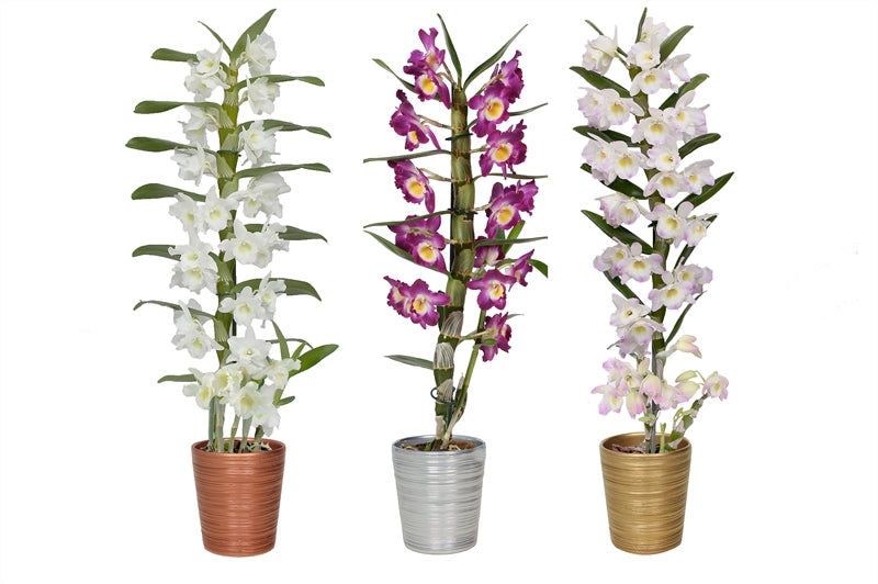 Dendrobium nob. Star Class 50cm 12cm Pot