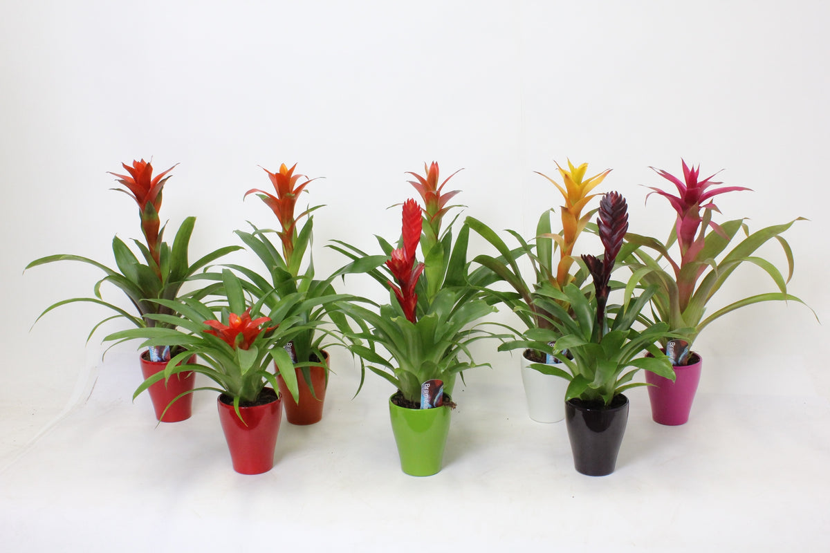 Bromelia mix (+ drp.Carly) 45cm 10cm Pot