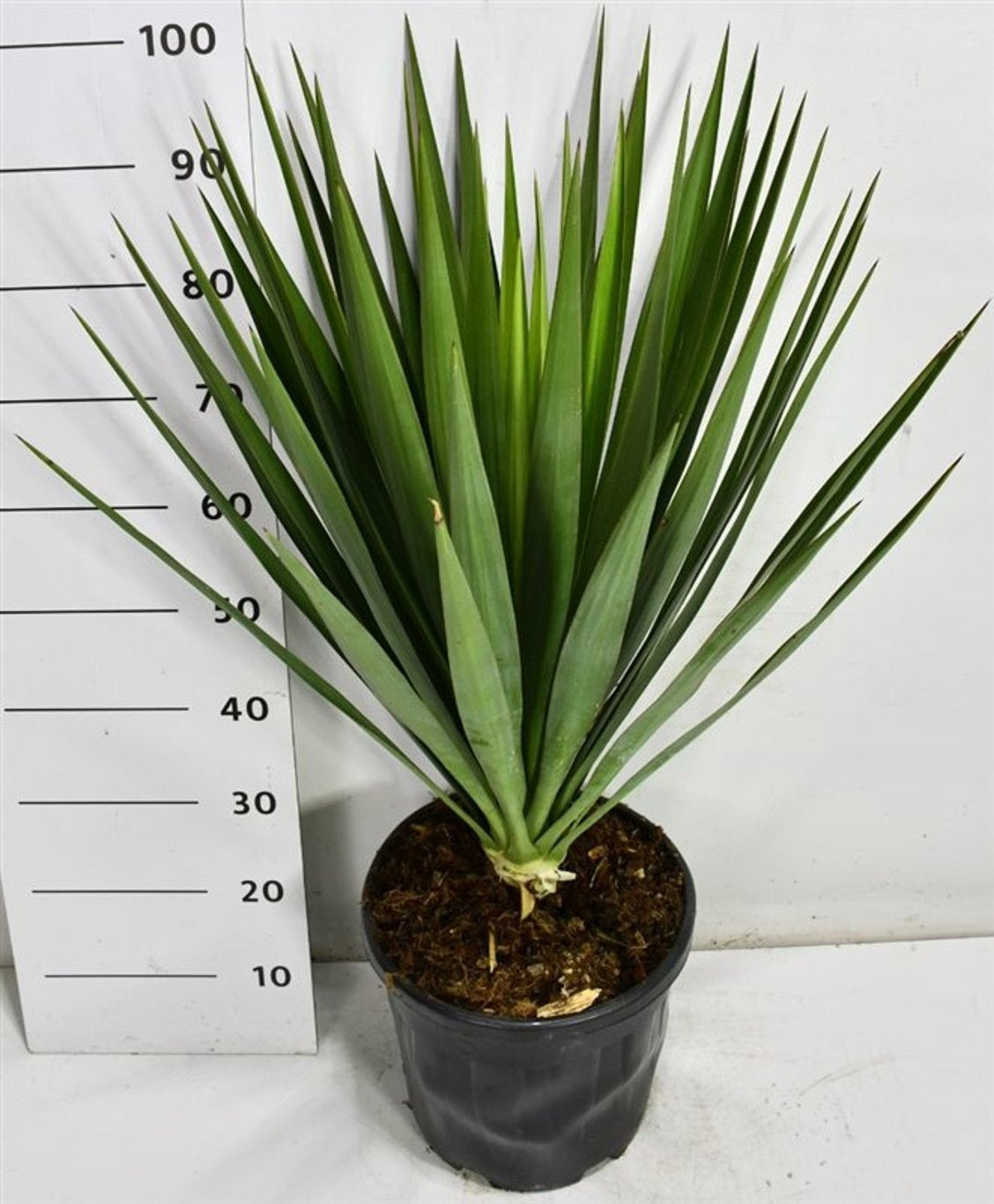 Yucca gloriosa 100cm 38cm Pot