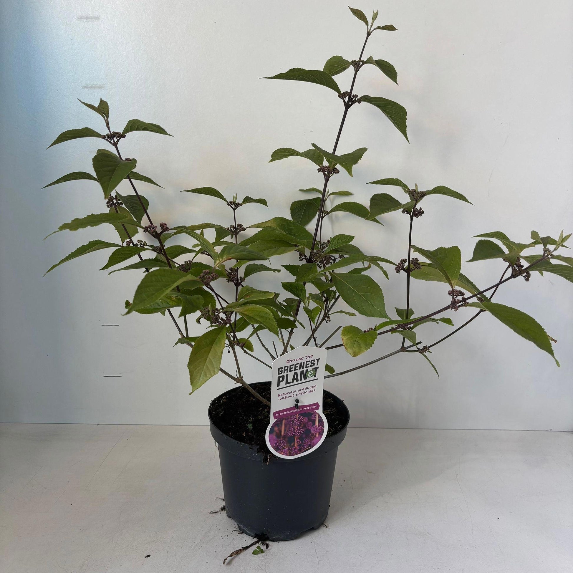 Callicarpa bod. Profusion 65cm 19cm Pot