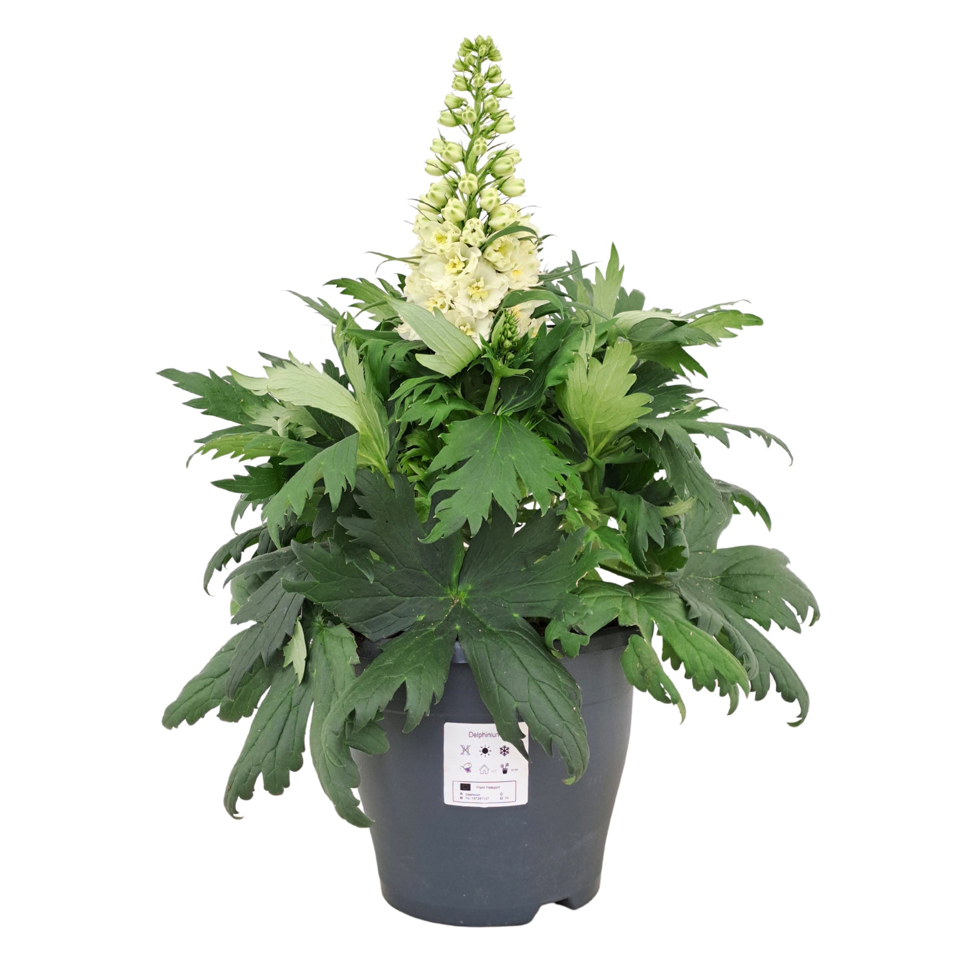 Delphinium Delgenius Neva 45cm 23cm Pot