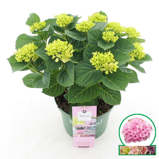Hydrangea macrophylla Magical Revolution 45cm 23cm Pot