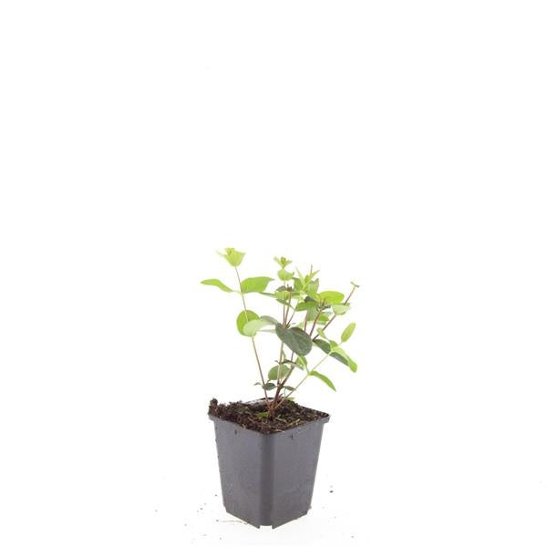 Boer, W.T.M. de Hypericum ino. Rheingold Pack of 12