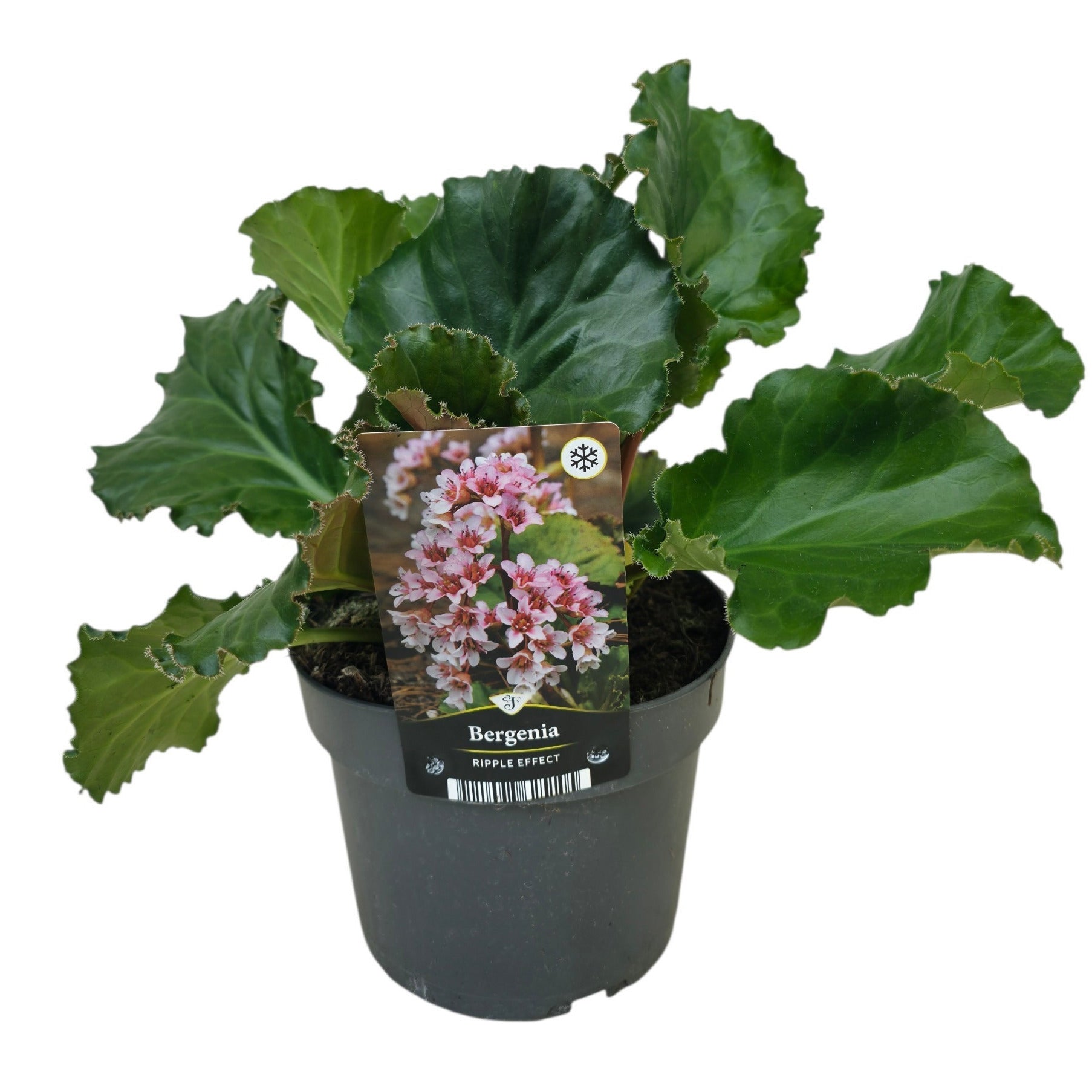 Bergenia Ripple Effect 45cm 17cm Pot