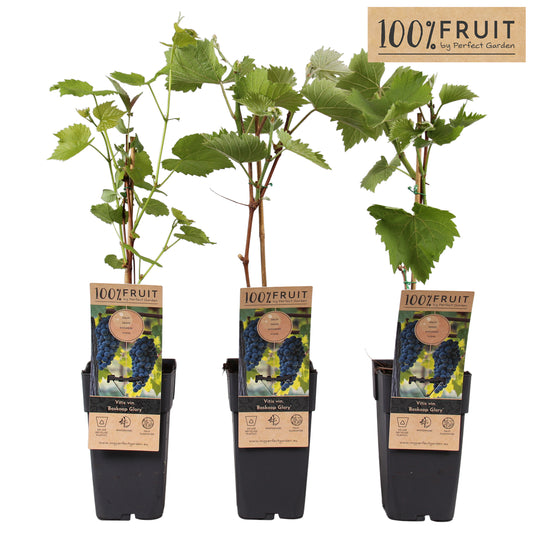 Vitis Boskoop Glory (Black Grape) 65cm 15cm Pot