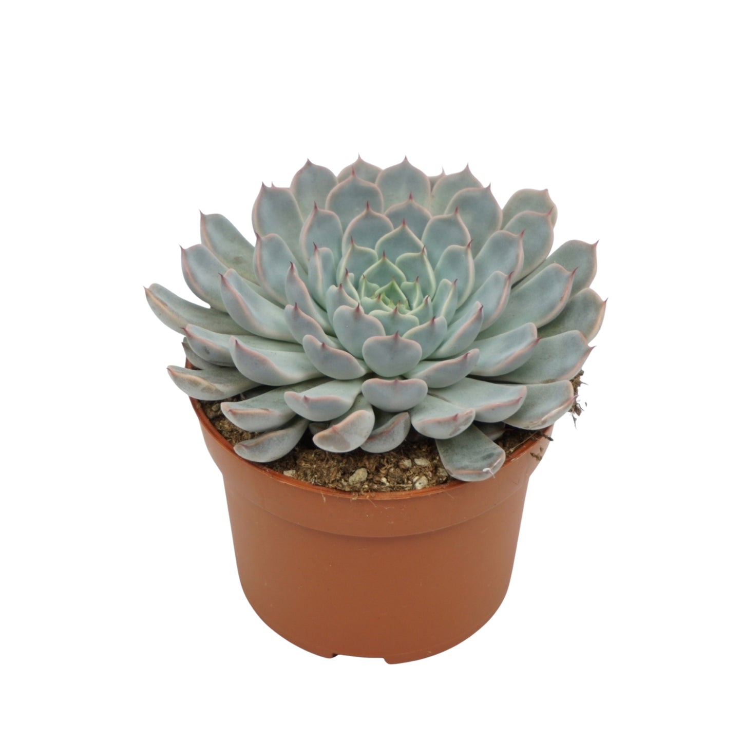 Echeveria cuspidata 10cm 10.5cm Pot