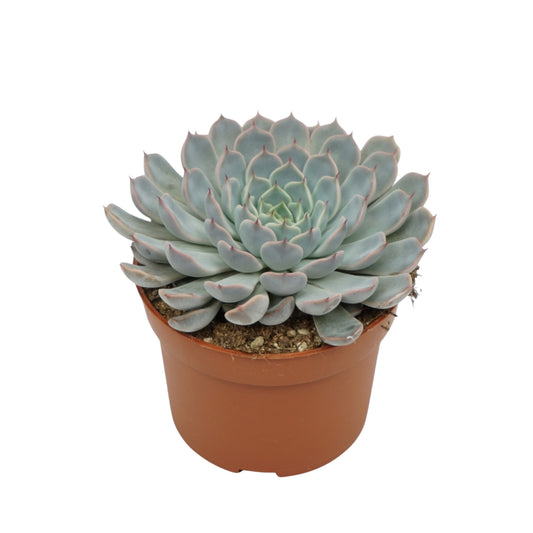 Echeveria cuspidata 10cm 10.5cm Pot