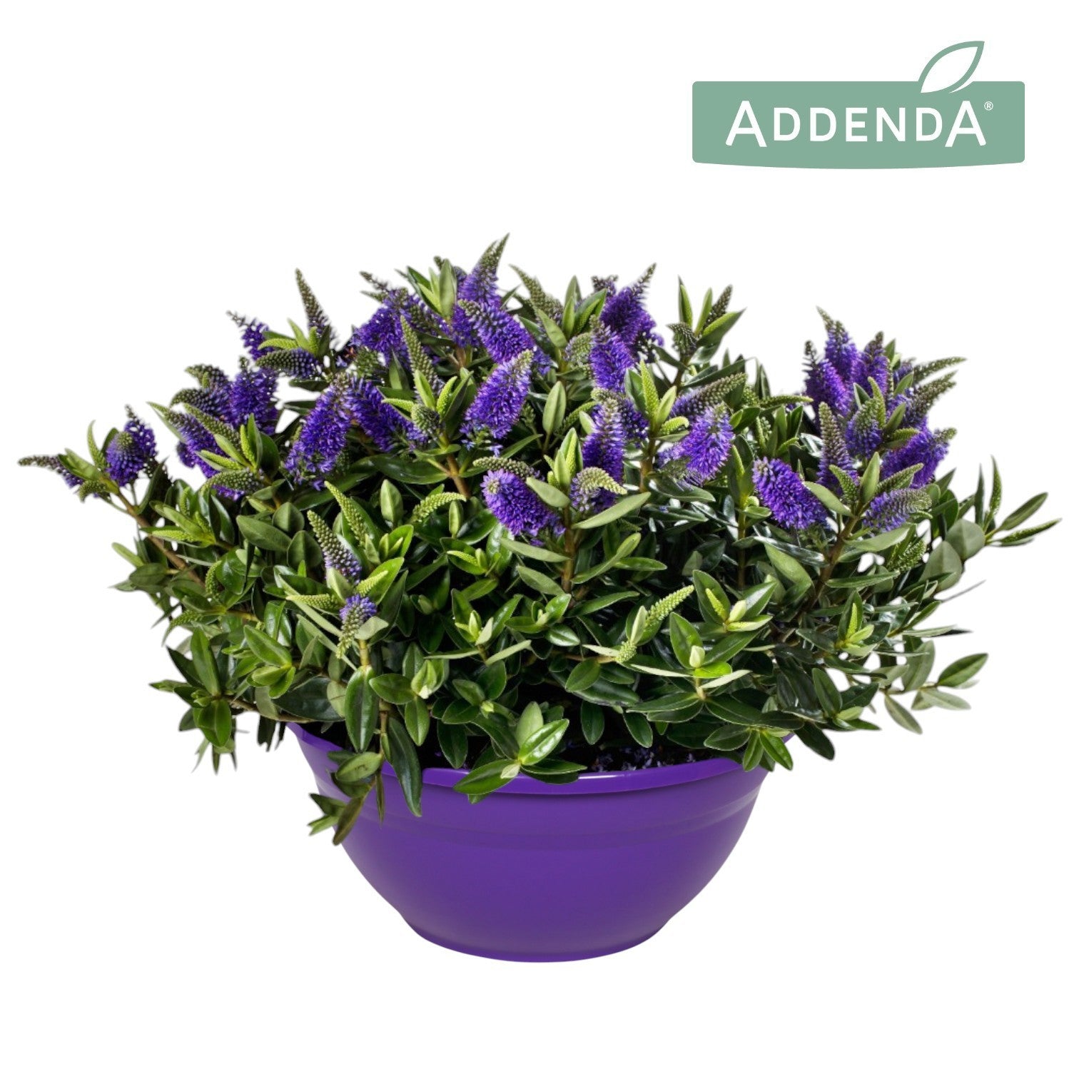Hebe Celebration 45cm 30cm Pot