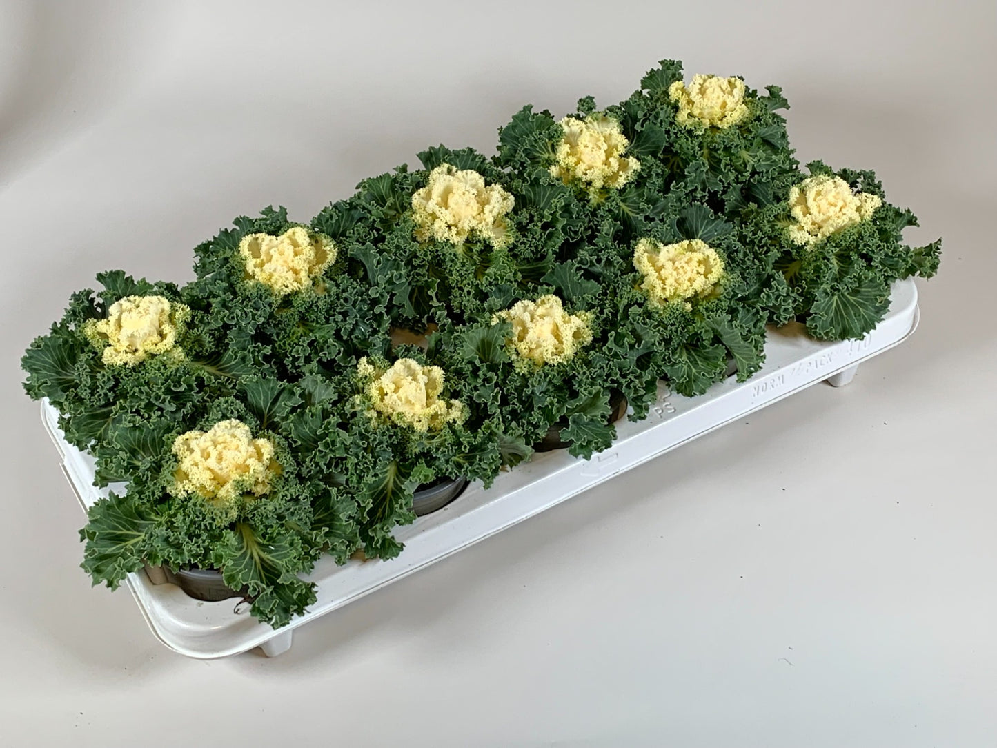 Brassica ole. curly white 20cm 510cm Pot