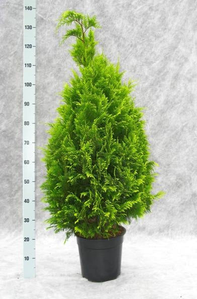 Chamaecyparis Stardust 140cm 27cm Pot