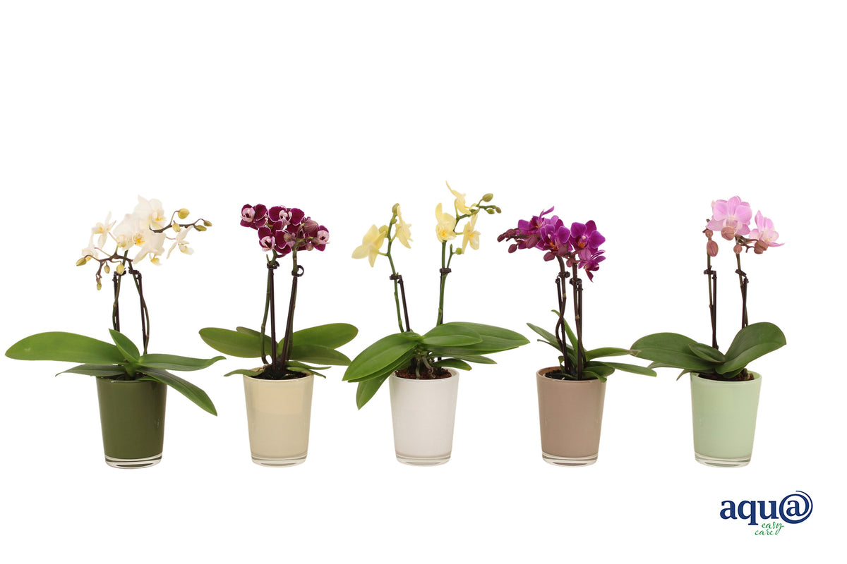 Phalaenopsis hybrid 17cm 6cm Pot